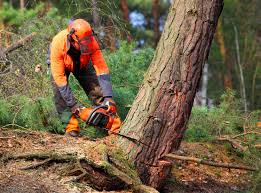 Tree and Shrub Care in Birmingham, AL