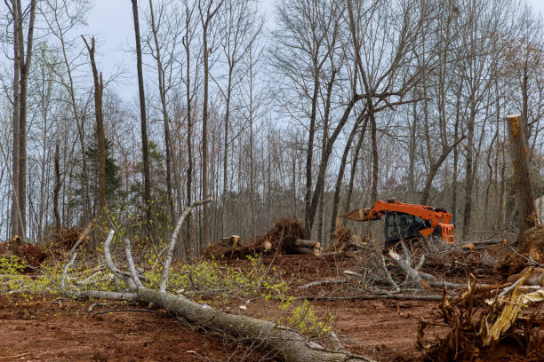 Reliable Birmingham, AL Tree Care Solutions